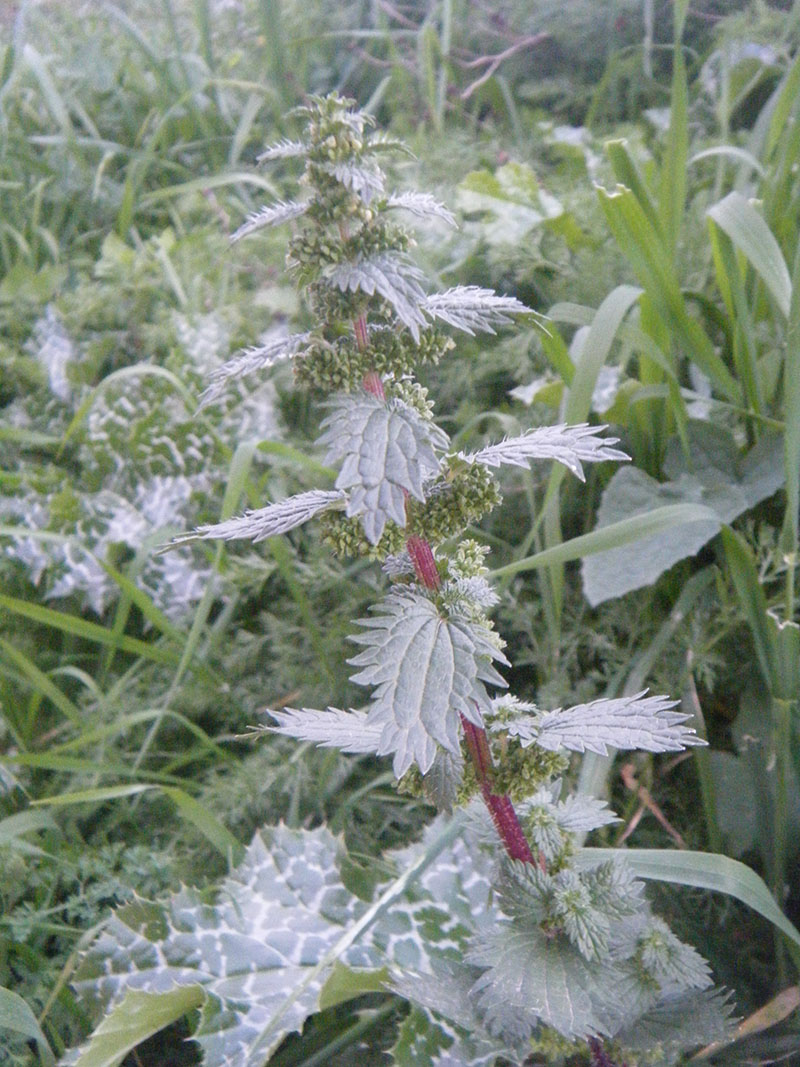 Urtica Urens (Ortiga menor)